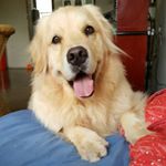 12556163_1749302505298469_1617379482_a