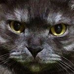 12063270_1215188348508120_144601602_a