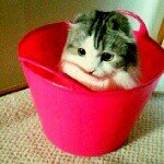 11428687_1463081350684407_266205846_a