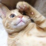 11821763_1470618693262349_479619004_a