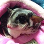 12558637_1488705444771561_402134512_a