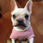 12331512_1681424088813869_149306790_a