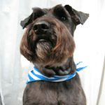 11910256_1704603849771622_1595398883_a