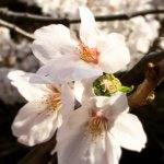 11189485_781349731962149_1391075435_a