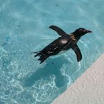 12139602_141331546219137_291558887_a