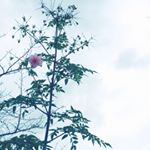 12407240_221559758185279_1321646994_a