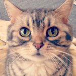 10249104_1488006668121586_954147311_a