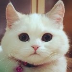 11251865_1686251471609733_847805372_a