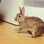 11324888_509832135842391_965082209_a