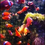 11375779_957105254310522_1159377373_a