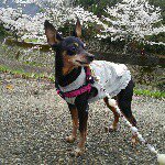 11111448_912110628853335_2129956120_a