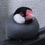 12142542_1672797163006918_1759202508_a