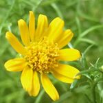 11850003_737533616392234_936427632_a