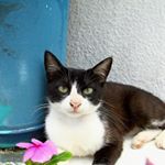 1515248_1656242741310309_1028637915_a