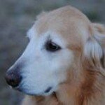 10914484_1766492440242845_1106934209_a