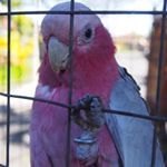 11426414_1180974395253369_1197037296_a