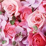 12256725_1677208409183616_2133799799_a