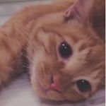 11899540_206390703025983_289746576_a