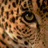 Profile_normal
