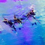 11349147_917702018304747_1366032292_a