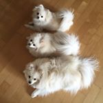 12523639_993275724048735_107055337_a