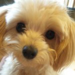 11850126_104290896589690_1320562739_a