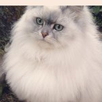 10661216_283304808536899_208558359_a