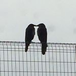 11348122_1626561927602576_903711133_a