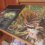 11821823_1609149829309867_1109259365_a