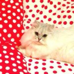 11881811_739206066206275_122663078_a