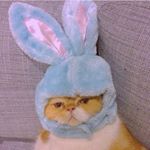 12534580_1652896941638434_91317245_a