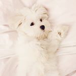 11242846_300441763413062_1457933509_a