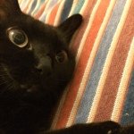 10570247_904742346209071_1250276040_a