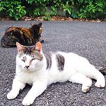 11931162_1633064103629426_937314565_a