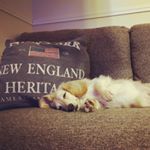 12393754_218080491862373_2142198694_a