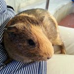 12144105_1932981696927383_197081604_a