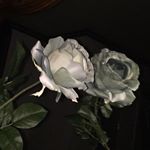 10249335_1153925501307370_1496447189_a