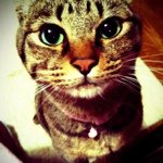 928948_1135102213173401_459935243_a