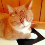 12353323_422923064573367_1583586813_a