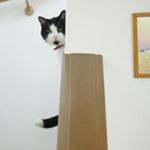 12292750_193985067606824_1697254574_a