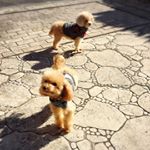 12523701_795467537246520_533415580_a