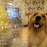 11428195_404141616454174_120538850_a