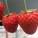 12598952_532625313563907_113423819_a