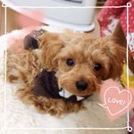 12142074_1603381383256818_1360160815_a