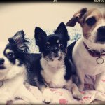 11334438_1461612374154830_781635217_a