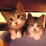 11428422_863929710369118_588456614_a