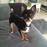 11910214_1640039346282041_727197335_a