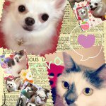 11809888_163399227326807_2092133487_a