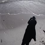 12568768_408872262645345_96211538_a