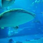 11419191_437253933144331_1341768990_a